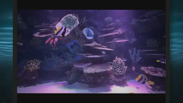 Video thumbnail for 10 Hardy Freshwater Fish for Beginners: A Selection Guide