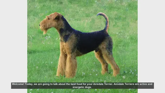 Video thumbnail for Best Food for Your Airedale Terrier: A Complete Guide