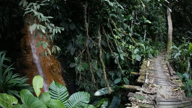 Video thumbnail for Rainforest Main Ridge | Regenwald Tobago