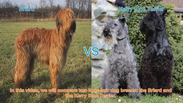 Video thumbnail for Briard vs. Kerry Blue Terrier: A Comprehensive Comparison
