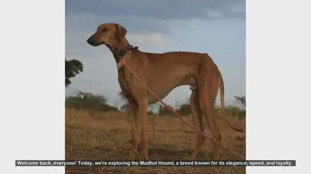 Video thumbnail for Mudhol Hound: Pros and Cons of This Unique Dog Breed