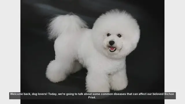 Video thumbnail for Common Health Issues in Bichon Frisé: What Every Owner Should Know