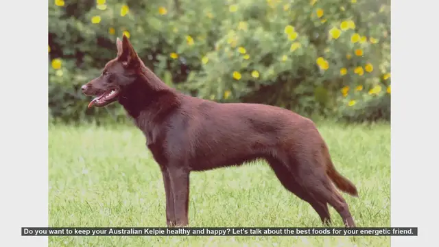 Video thumbnail for Top Foods to Keep Your Australian Kelpie Healthy and Happy