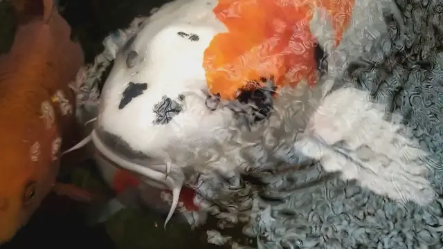 Video thumbnail for Do Koi Fish Need Isolation for Breeding? Facts vs. Fiction