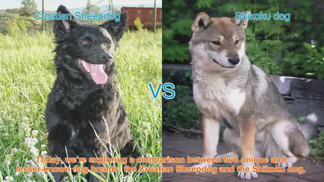 Video thumbnail for Croatian Sheepdog vs. Shikoku Dog: A Comparative Guide