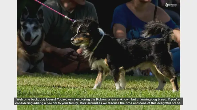 Video thumbnail for Kokoni Dog Breed: Pros and Cons for Potential Owners