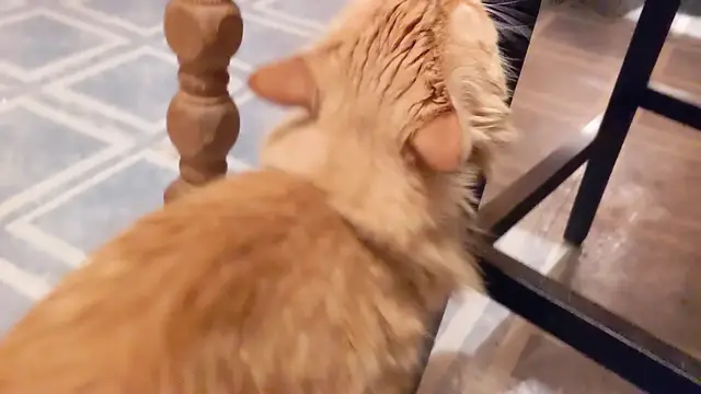 Video thumbnail for My Cat Won't Stop Rubbing His Face On Everything | Parker The Cat