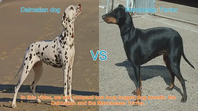 Video thumbnail for Dalmatian vs. Manchester Terrier: A Breed Comparison