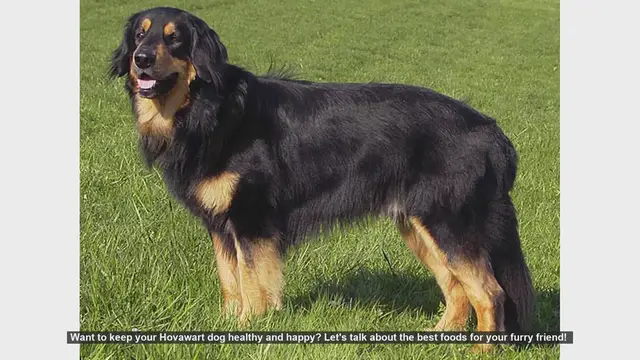 Video thumbnail for Top Foods to Keep Your Hovawart Dog Healthy and Happy!