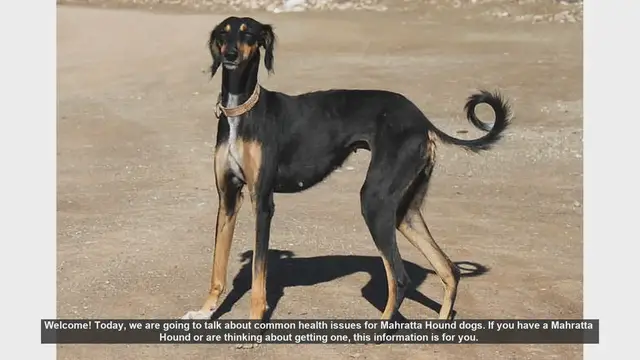 Video thumbnail for Common Health Issues in Mahratta Hound Dogs: What You Need to Know