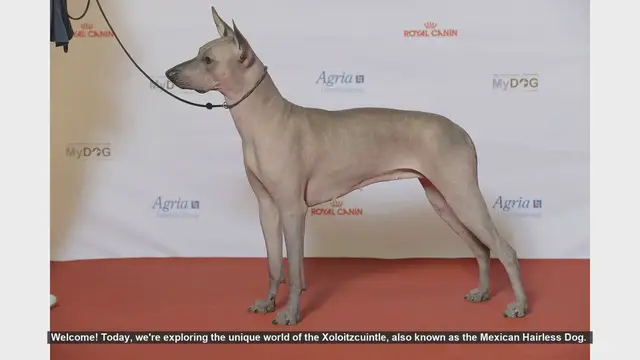Video thumbnail for Top 10 Fascinating Facts About the Xoloitzcuintle (Mexican Hairless Dog)
