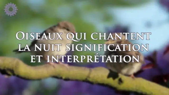 Video thumbnail for 🐦 OISEAUX QUI CHANTENT LA NUIT : SIGNIFICATION ET INTERPRÉTATION