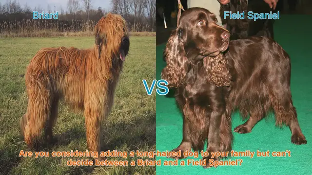 Video thumbnail for Briard vs. Field Spaniel: A Comprehensive Comparison