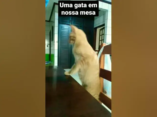 Video thumbnail for Uma gatinha em nossa mesa. #shorts #cats #shortsvideo #gatos #catlover