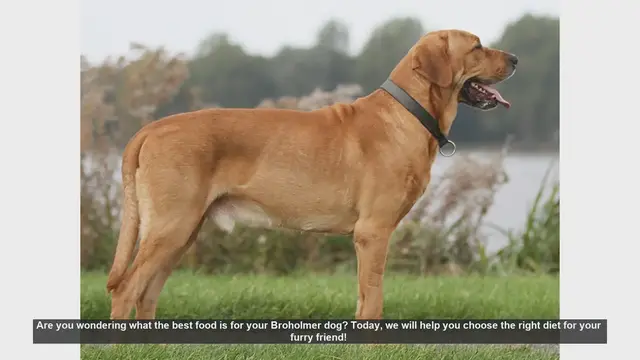 Video thumbnail for Best Diet for Your Broholmer Dog: Essential Tips!