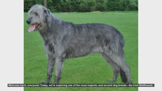 Video thumbnail for The Majestic Irish Wolfhound: Pros and Cons
