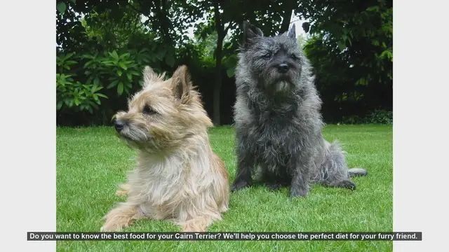 Video thumbnail for Best Diet Tips for Your Cairn Terrier: Keep Them Healthy and Happy!