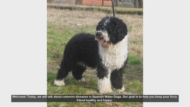 Video thumbnail for Common Health Issues in Spanish Water Dogs: Tips for a Happy, Healthy Pet