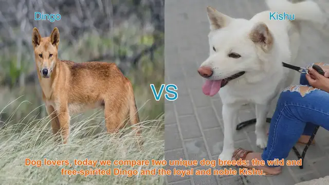 Video thumbnail for Dingo vs. Kishu: A Comparison of Two Unique Dog Breeds