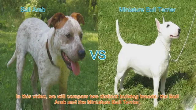 Video thumbnail for Bull Arab vs. Miniature Bull Terrier: Breed Comparison Guide