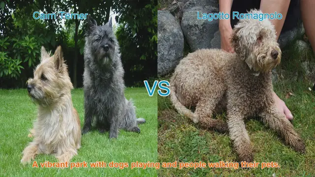 Video thumbnail for Comparing Cairn Terrier and Lagotto Romagnolo: Origins, Characteristics, and Temperament