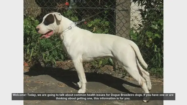Video thumbnail for Common Health Issues in Dogue Brasileiro Dogs: What You Need to Know