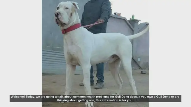 Video thumbnail for Common Health Problems in Gull Dong Dogs: What You Need to Know