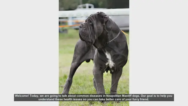 Video thumbnail for Common Health Issues in Neapolitan Mastiff Dogs