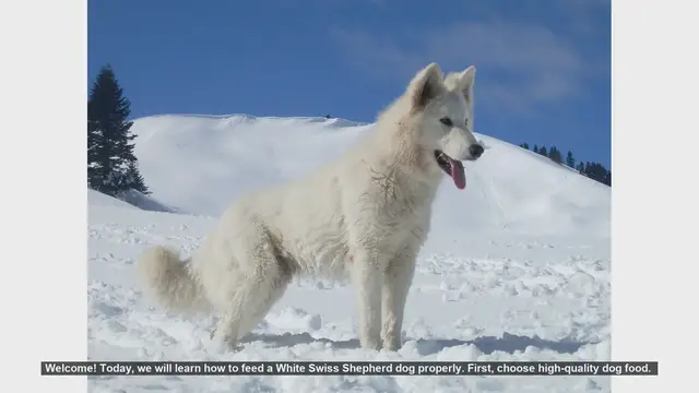 Video thumbnail for How to Properly Feed Your White Swiss Shepherd Dog