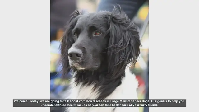 Video thumbnail for Common Health Issues in Large Münsterländer Dogs