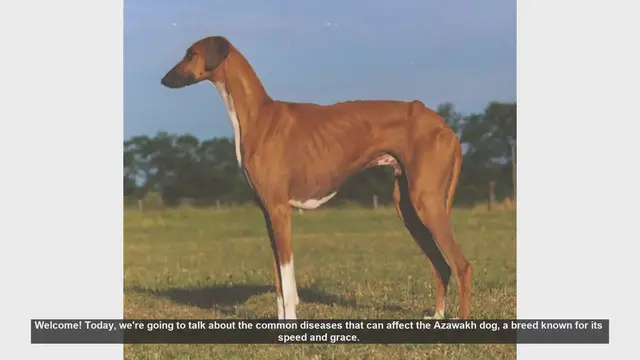 Video thumbnail for Common Health Issues in Azawakh Dogs: What You Need to Know