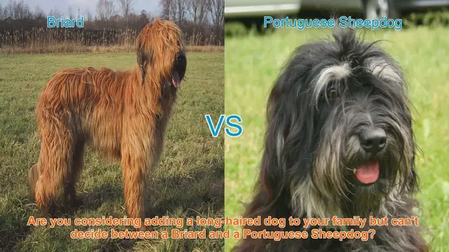 Video thumbnail for Briard vs. Portuguese Sheepdog: A Comparison Guide