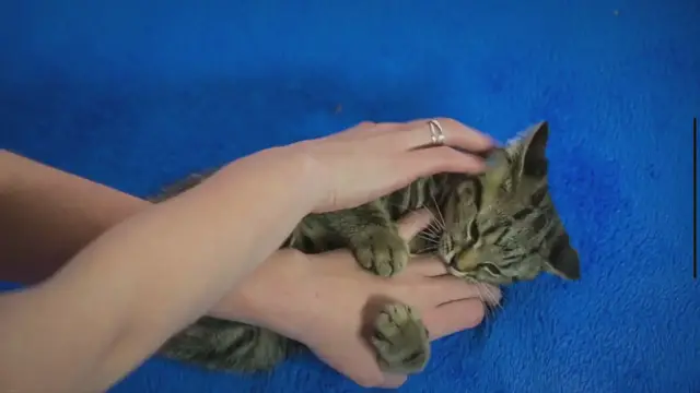 Video thumbnail for From Curiosity to Survival: How Long Can an Indoor Cat Survive Outside?