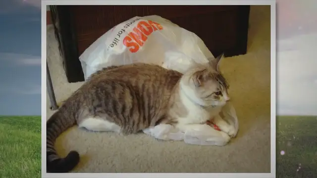 Video thumbnail for Whiskers and Whispers: Exploring the Astonishing World of Cats' Hearing Abilities