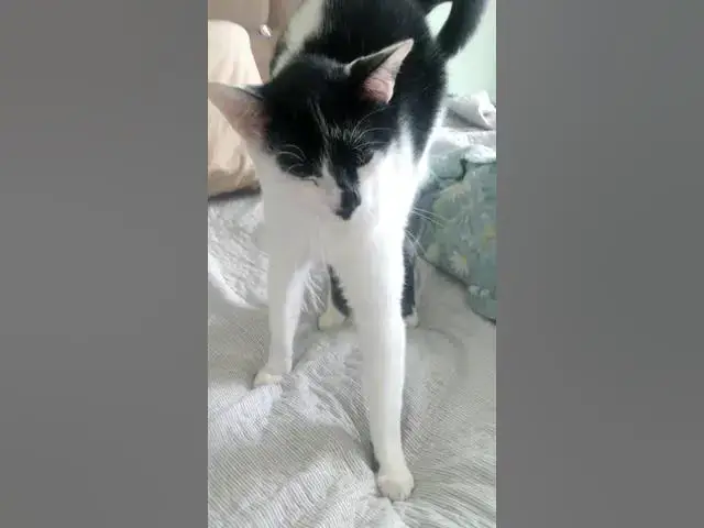 Video thumbnail for Barry pego no flagra.... #shorts #shortsvideo #cats #gatos #catlover