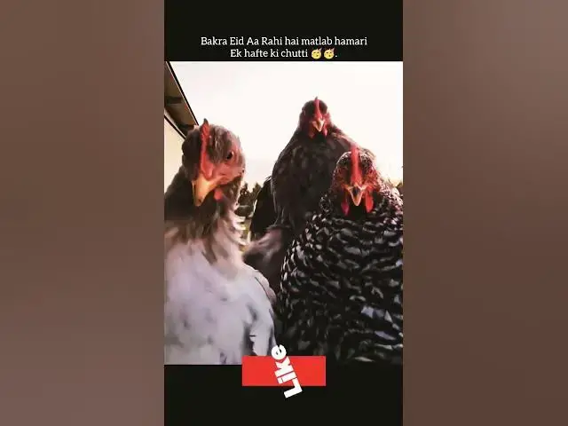 Video thumbnail for Chickens on eid #chicken #animalshorts #fun