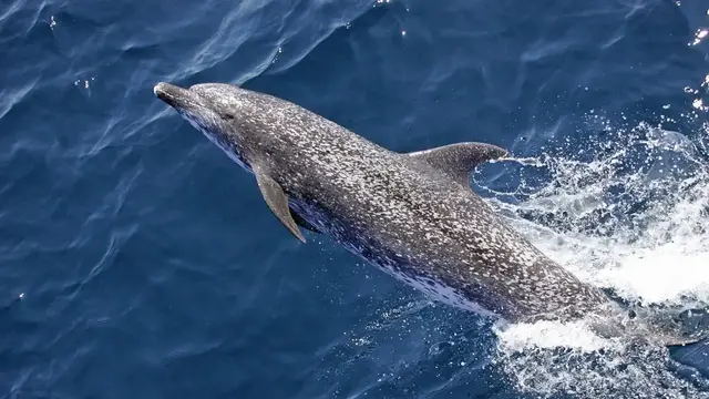 Video thumbnail for Dolphins: Fascinating Creatures of the Ocean