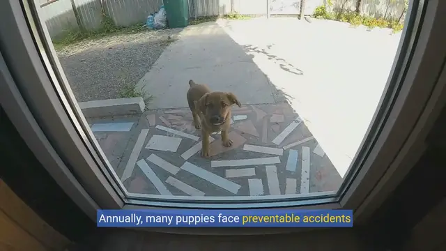 Video thumbnail for Puppy-Proof Your Home: Essential Tips for New Pet Owners