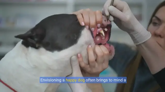 Video thumbnail for Ultimate Guide to Dog Dental Treats: Healthy Teeth, Happy Tails!