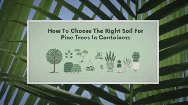 Video thumbnail for Secrets to Thriving Pine Trees in Containers Revealed