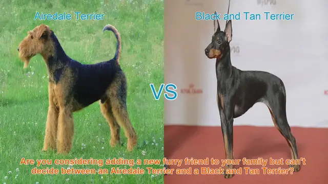 Video thumbnail for Airedale Terrier vs. Black and Tan Terrier: Choosing the Right Breed for Your Family