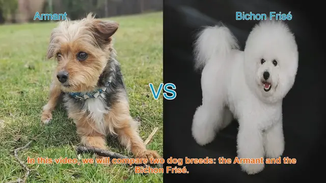 Video thumbnail for Armant vs. Bichon Frisé: A Comprehensive Breed Comparison
