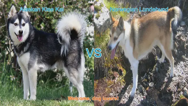 Video thumbnail for Alaskan Klee Kai VS Norwegian Lundehund