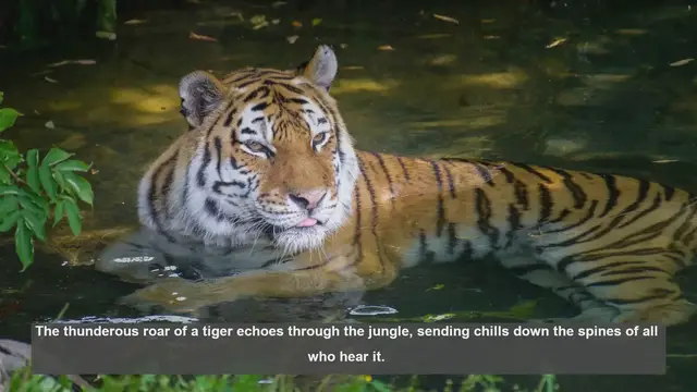 Video thumbnail for 10 Surprising Facts About Tiger Roars You Never Knew