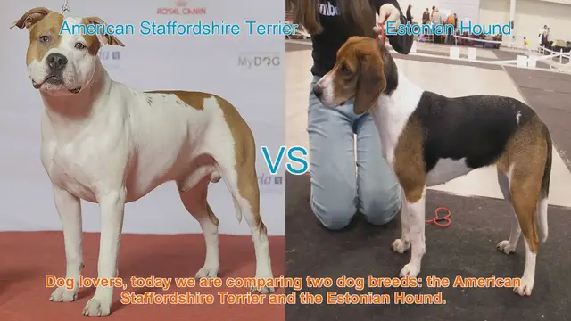Video thumbnail for American Staffordshire Terrier vs. Estonian Hound: A Breed Comparison