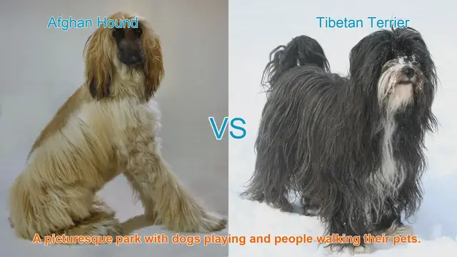 Video thumbnail for Comparing Afghan Hound and Tibetan Terrier: Origins, Appearance, Temperament, and Health