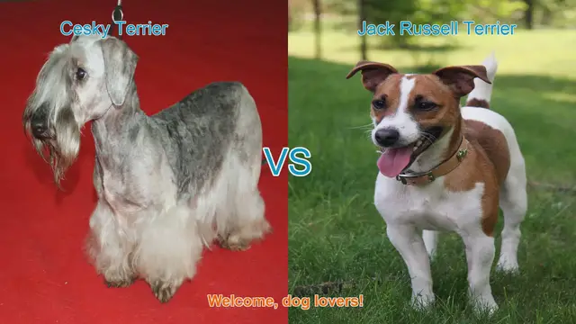 Video thumbnail for Cesky Terrier vs. Jack Russell Terrier: A Comprehensive Comparison