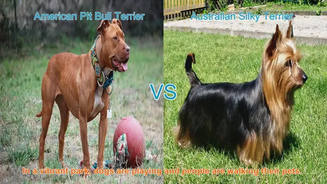 Video thumbnail for American Pit Bull Terrier vs. Australian Silky Terrier: A Breed Comparison
