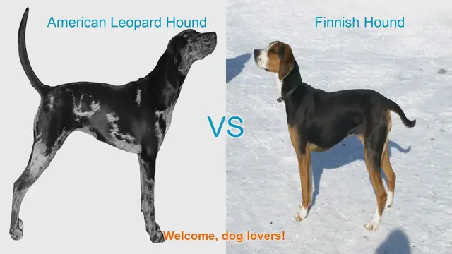 Video thumbnail for American Leopard Hound vs. Finnish Hound: A Comparison of Two Energetic Dog Breeds