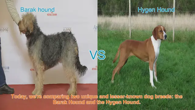 Video thumbnail for Barak Hound vs. Hygen Hound: A Comparative Guide